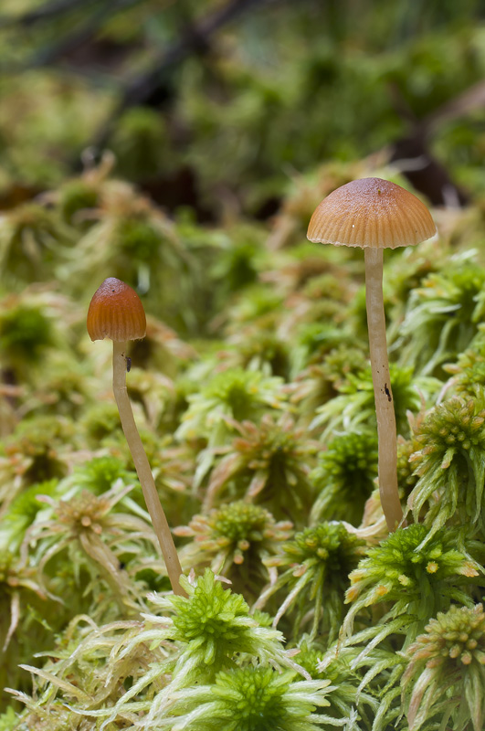 Galerina sphagnorum